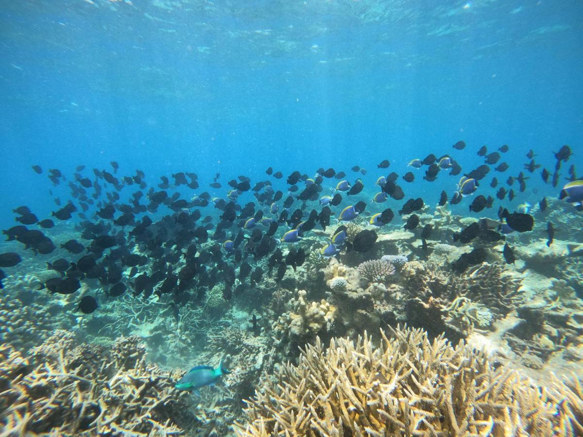 Coral Beach Maldives Hangnaameedhoo Exteriör bild